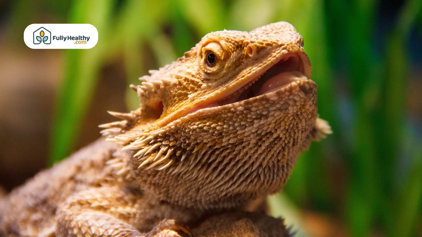Close-up of bearded dragon with textured skin and open mouth