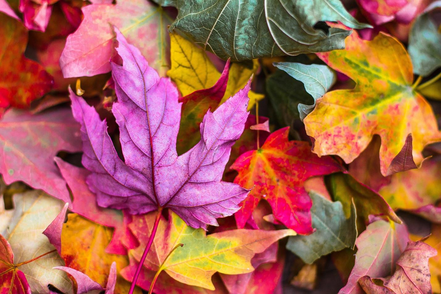 A pile of colorful leaves

Description automatically generated