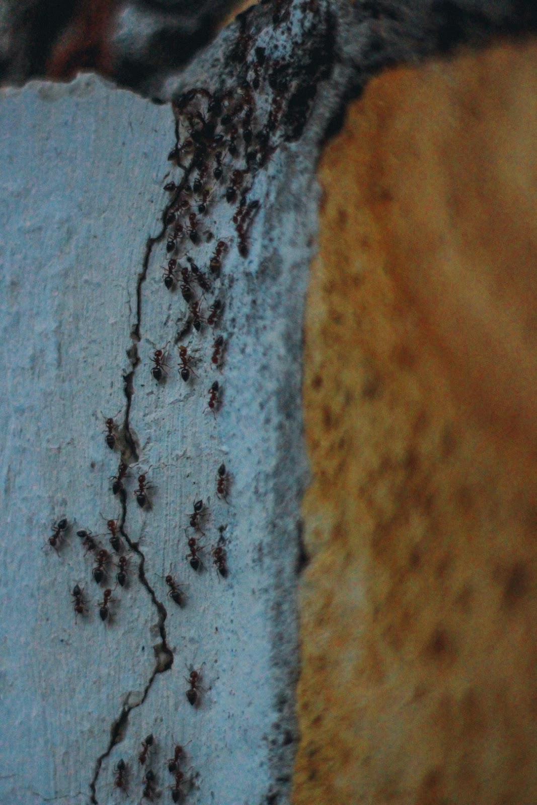 termite inspection by professional