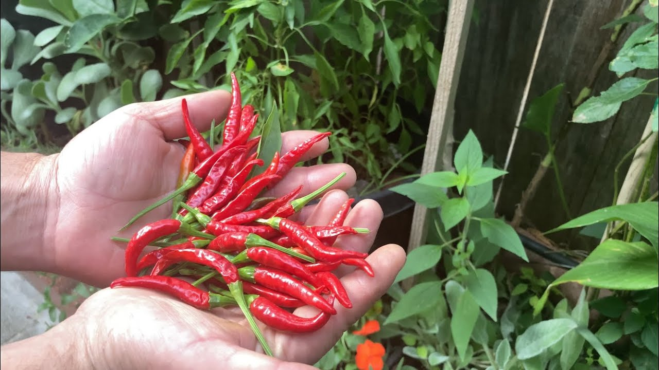 chile de arbol