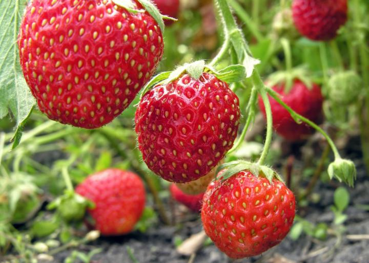 Planting Strawberries