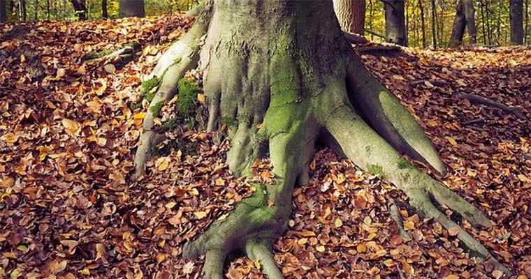 How to Prevent Tree Roots From Growing Above Ground