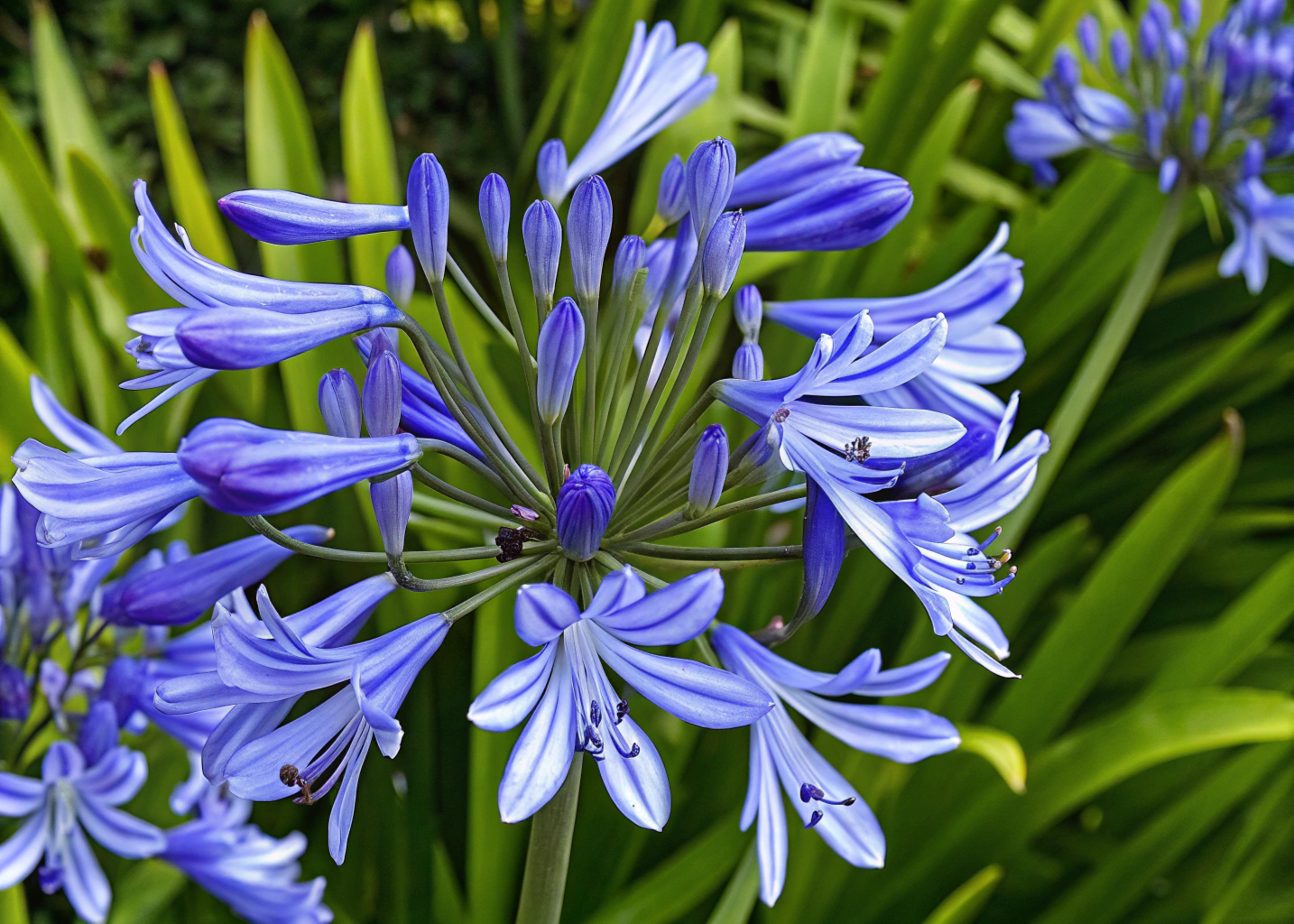 Como Cuidar de Agapanto Azul