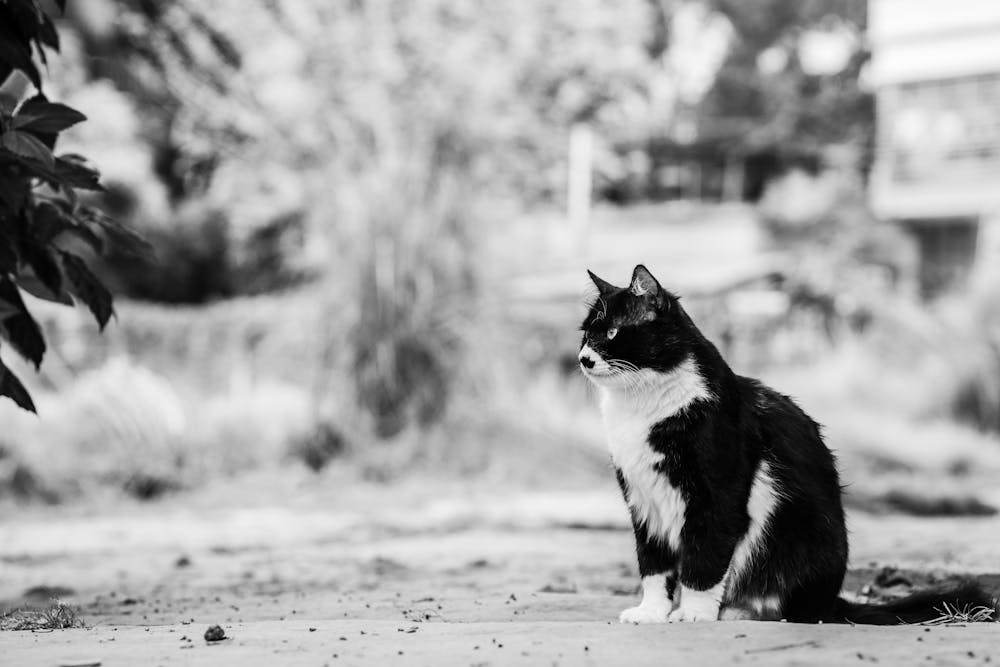 Black and White Cat Relaxing Outdoors