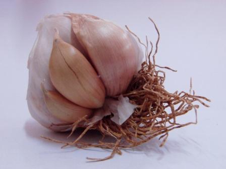 A close-up of a garlic bulb

Description automatically generated