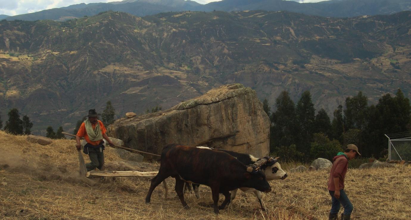 https://d24naddg1rhy2p.cloudfront.net/29539/29/1000/aradaluisr7%2520%25282%2529.jpgA person pulling two cows
