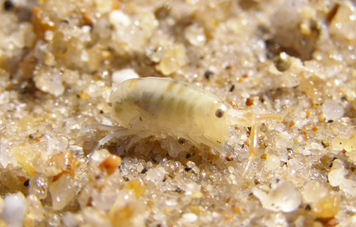 Where Do Sand Fleas Live