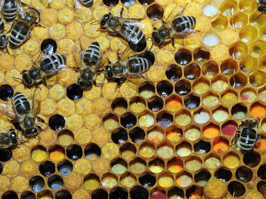  La nutrition des abeilles : pourquoi nourrir les ruches ? - ALIMENTATION & NOURRISSEMENT