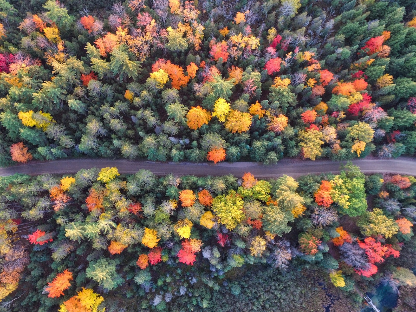 Fall tree lined highway