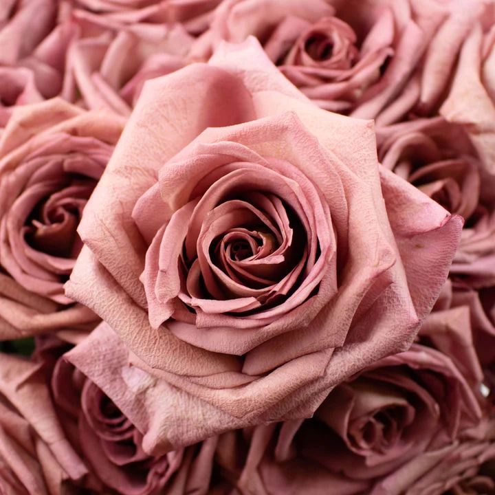 Barista Rose