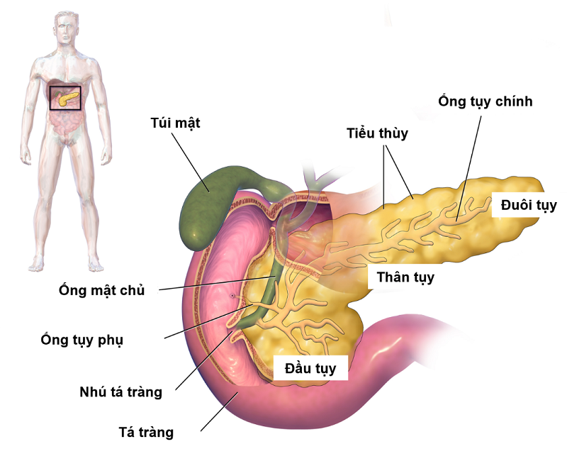 tuyen-tuy-bi-hu-hai-lam-mat-dan-kha-nang-tiet-insulin-khien-nguoi-benh-tieu-duong-roi-vao-vong-lap-phu-thuoc-vao-insulin