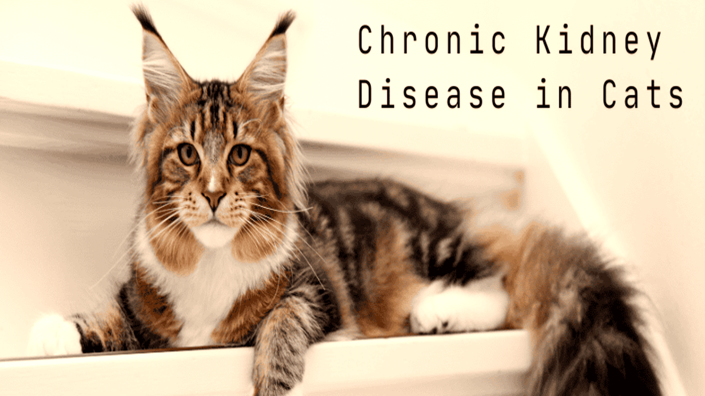 gabapentin for cats