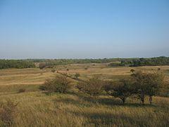 A field of grass and trees

Description automatically generated