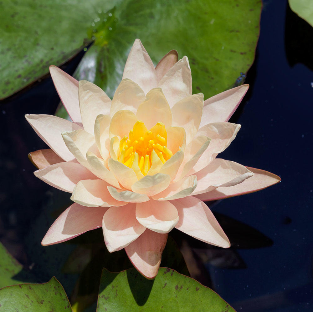 peachglow-waterlily.jpga.jpg