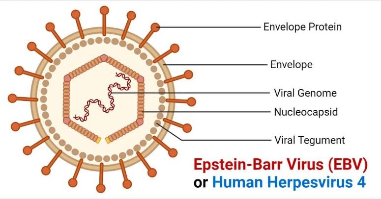 A diagram of a virus

Description automatically generated