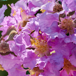 flowers names in hindi