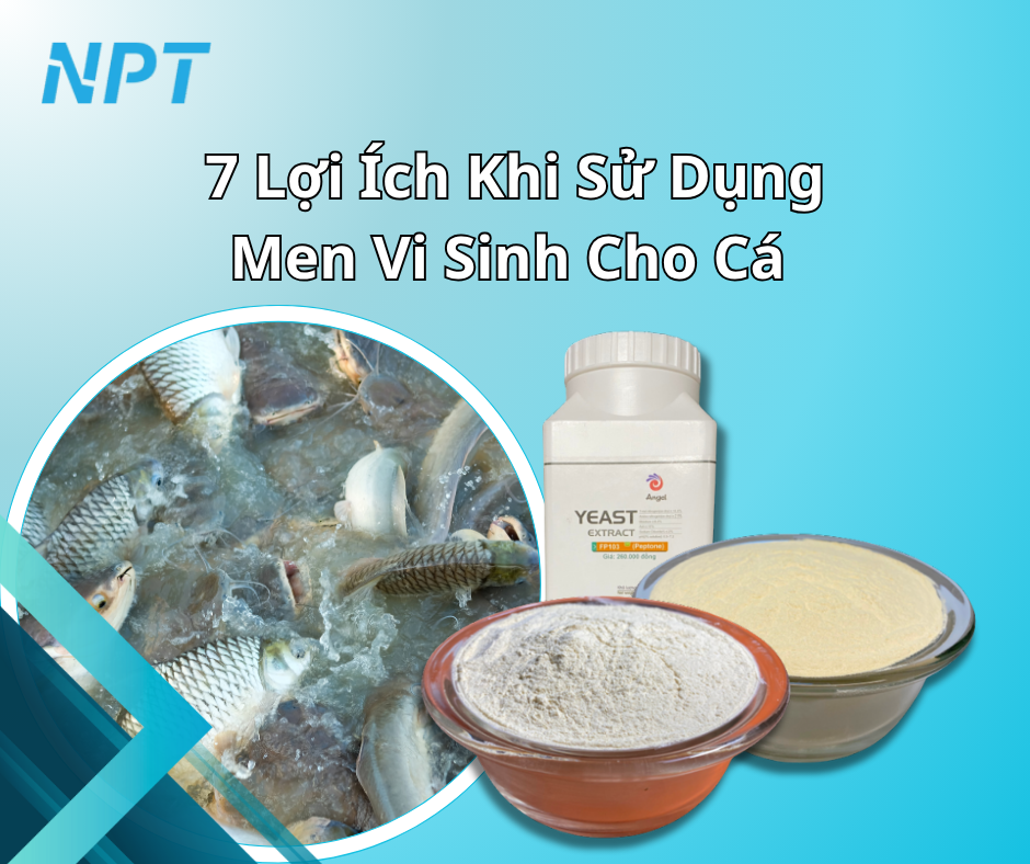 7 Lợi Ích Khi Sử Dụng Men Vi Sinh Cho Cá