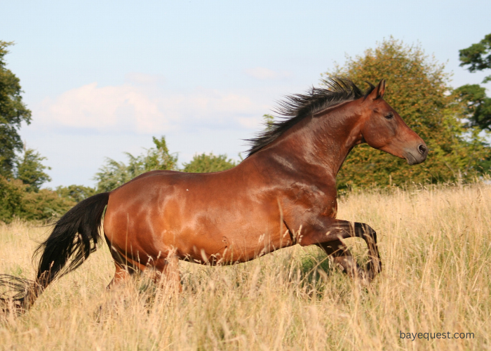 Mustang Horse Names