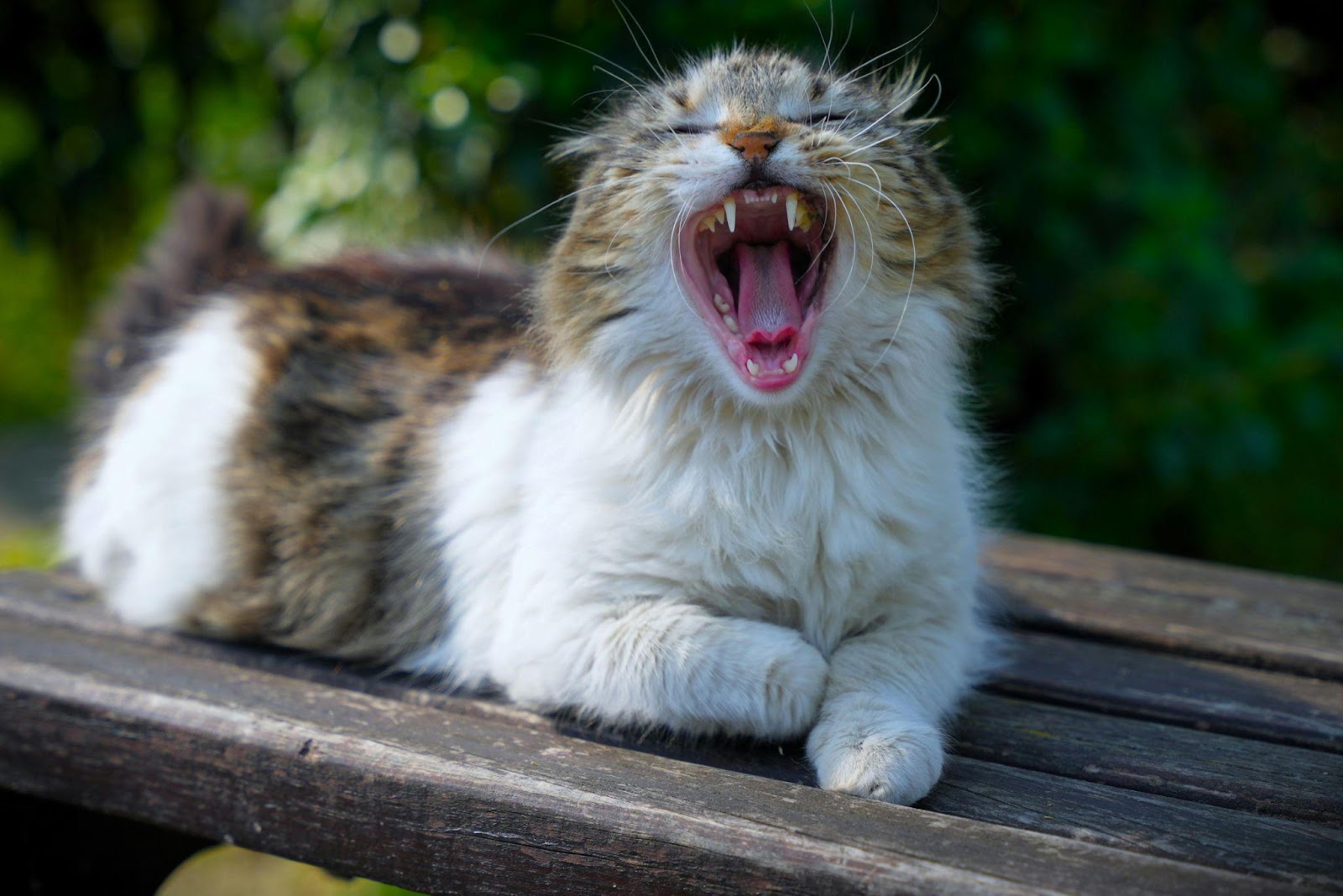 Weird Cat Bathroom Behaviors Explained