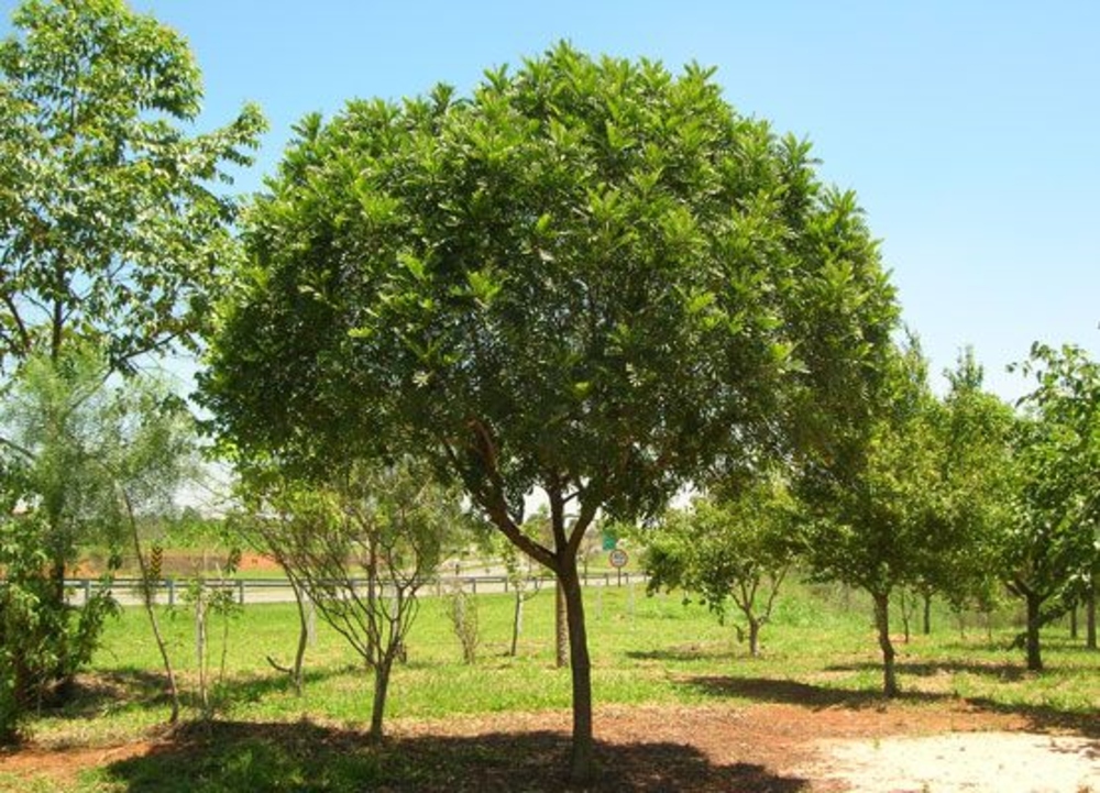 curiosidades e fatos interessantes sobre a planta.