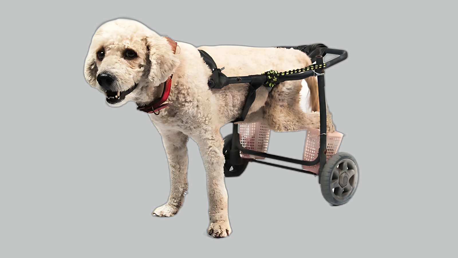 dog wheelchair for back legs