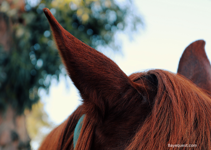 Horse Pinning Ears