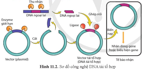 BÀI 11: HỆ GENE, CÔNG NGHỆ GENE VÀ ỨNG DỤNG