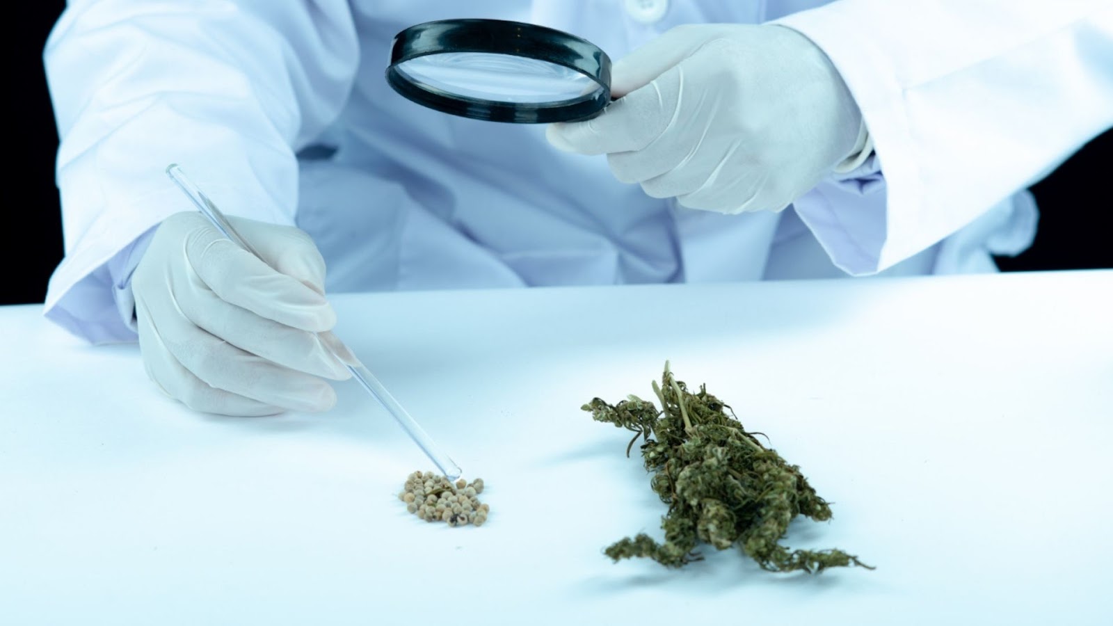 Standardized cannabis properties for medical processes