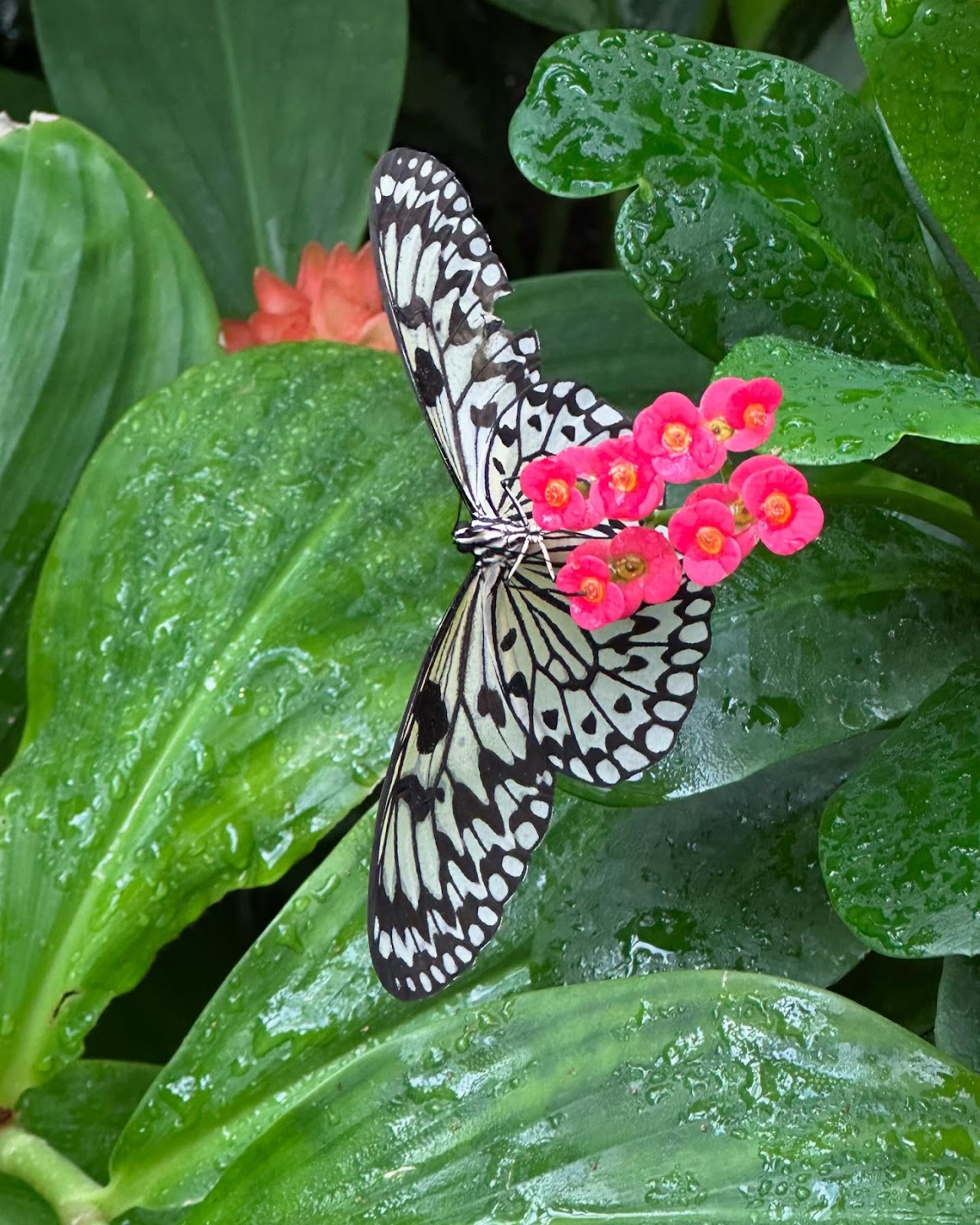 Butterfly & Nature Conservatory