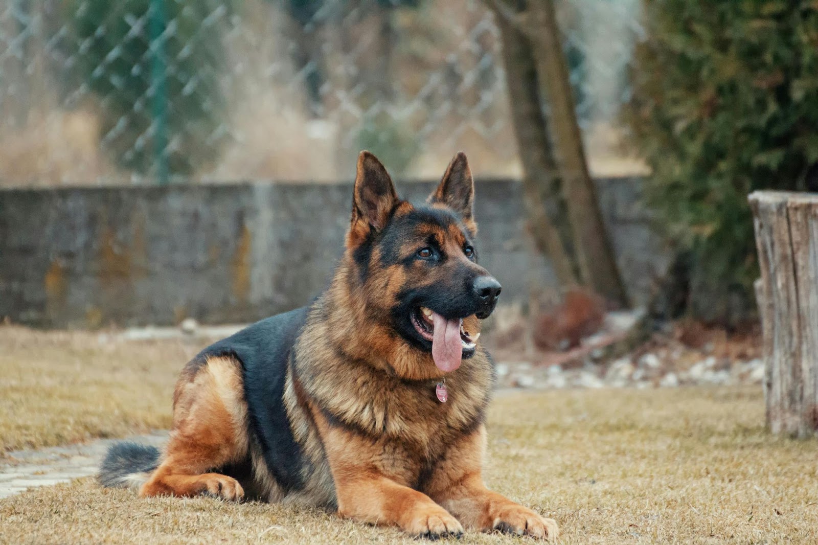 German Shepherd Lying on Ground