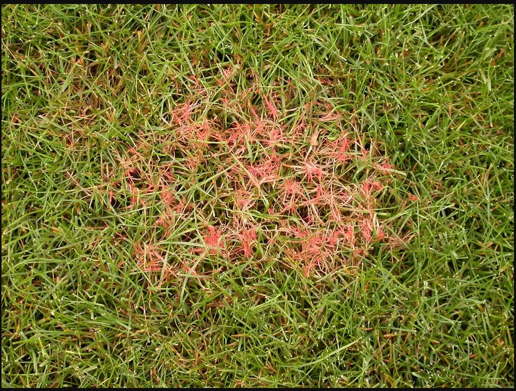 Lawn Fungus