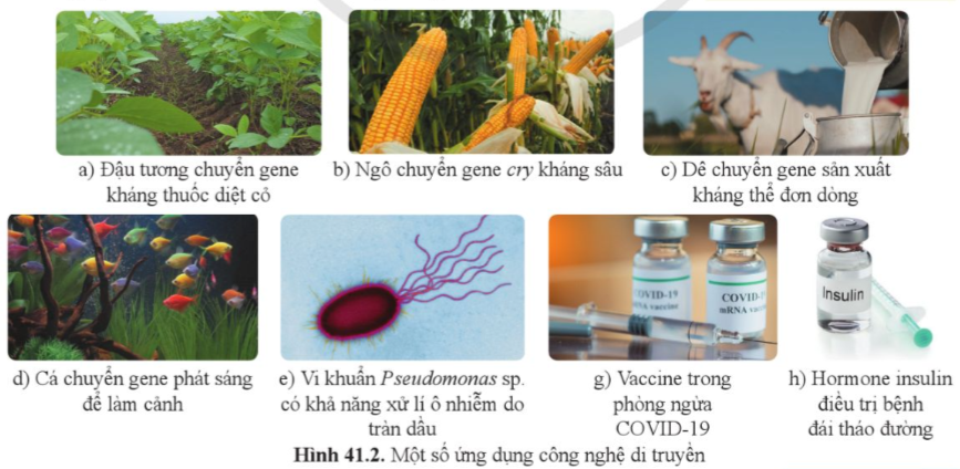 BÀI 41: ỨNG DỤNG CÔNG NGHỆ DI TRUYỀN VÀO ĐỜI SỐNG