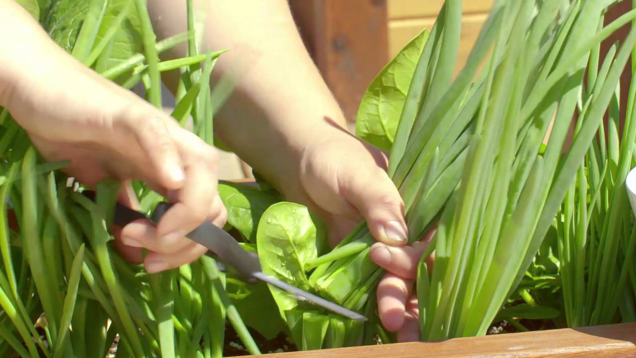 Harvesting Scallions