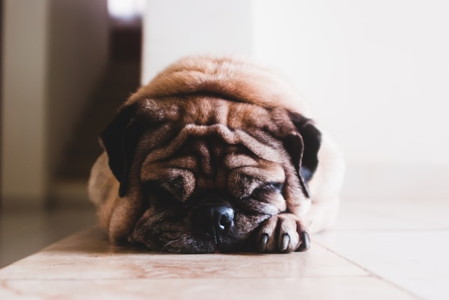 Senior pug sleeping on hard floor, risk of pressure sores on dogs 
