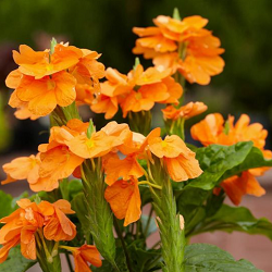 Crossandra Flower