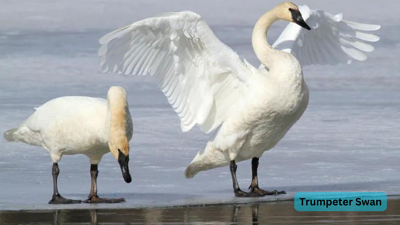 Trumpeter Swan