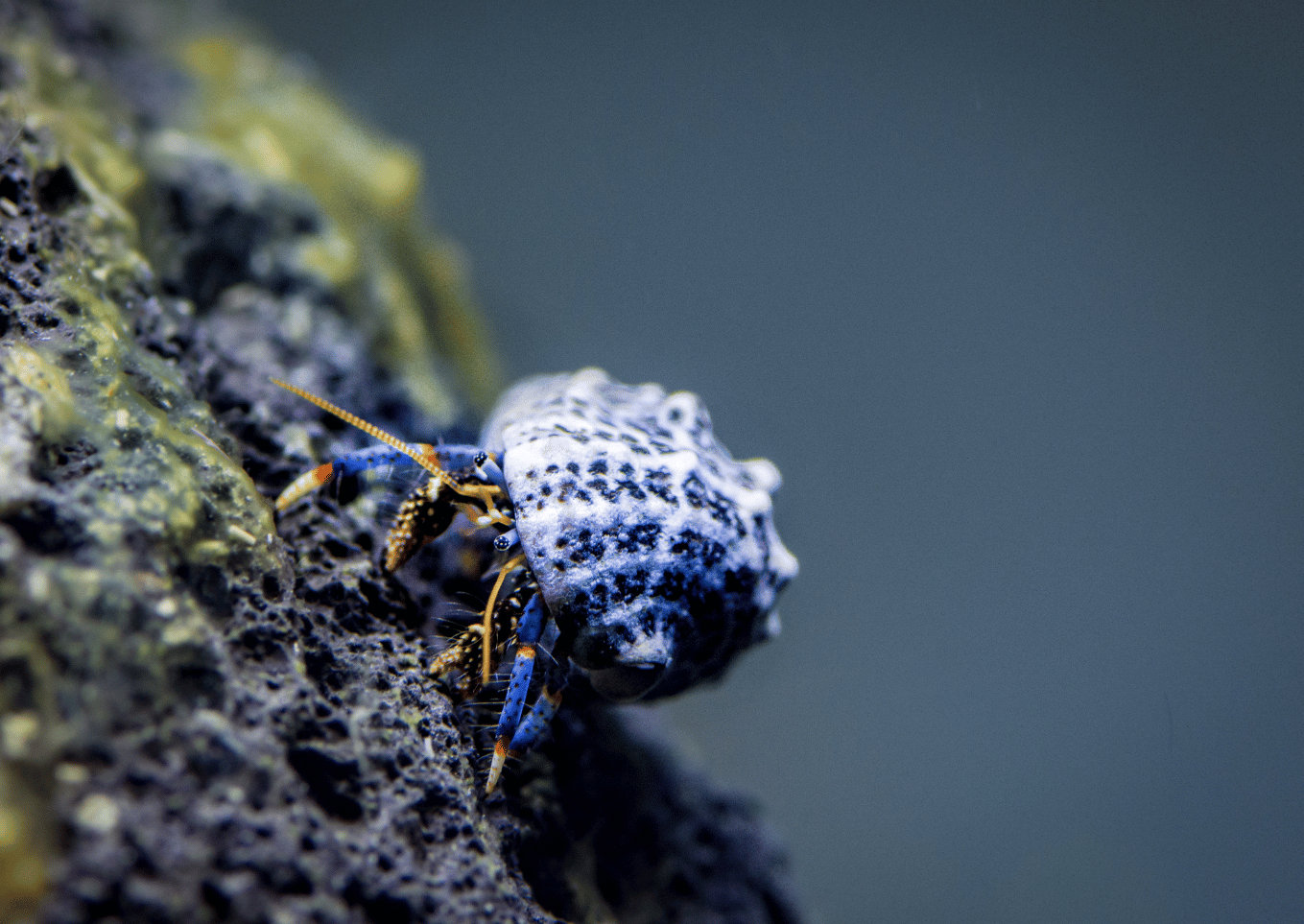 Blue Leg Hermit Crab