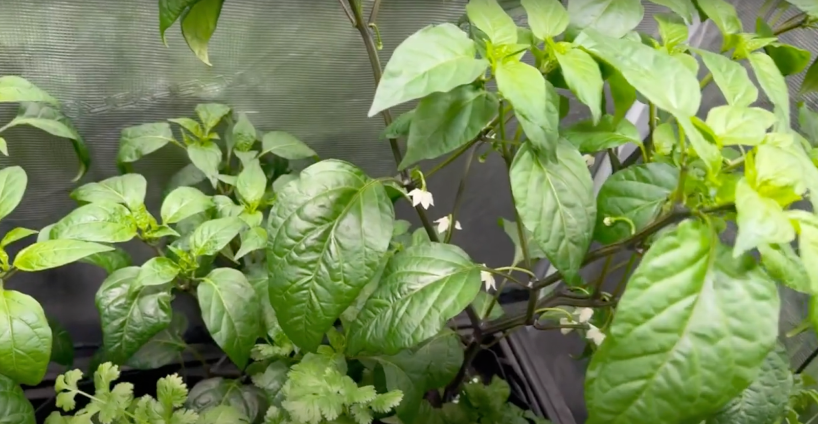 epic indoor peppers