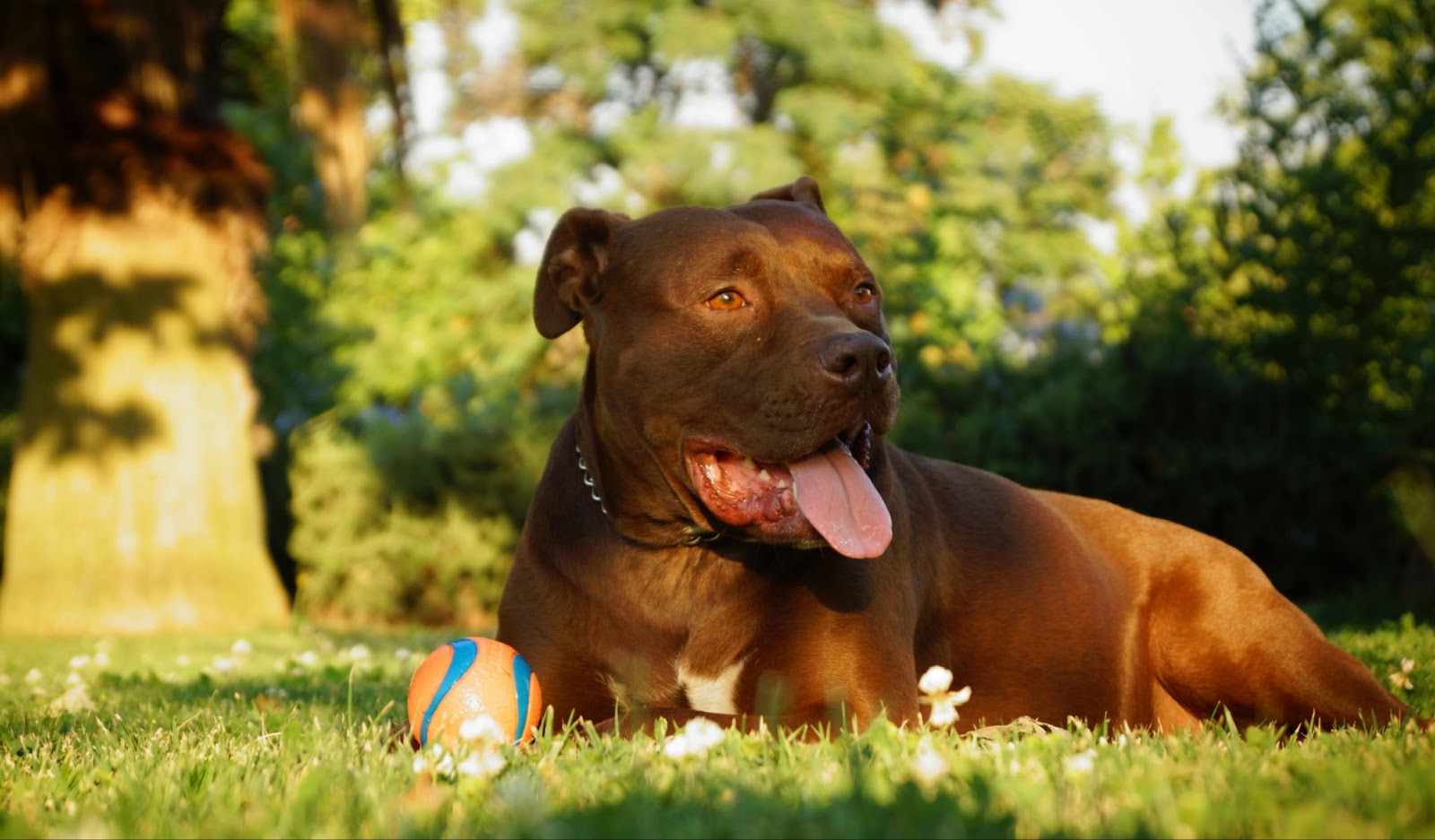 Brown Pit Bull Playing with Ball Outside