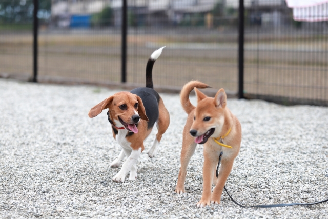 走っているビーグルと柴犬