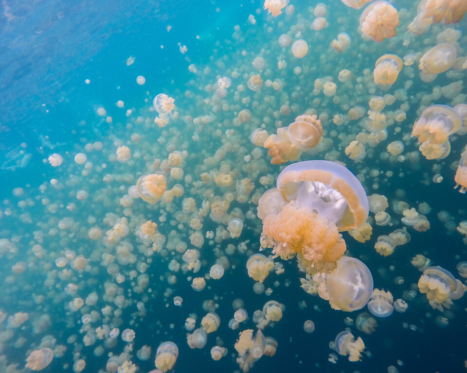 Golden Jellyfish in Jellyfish Lake.