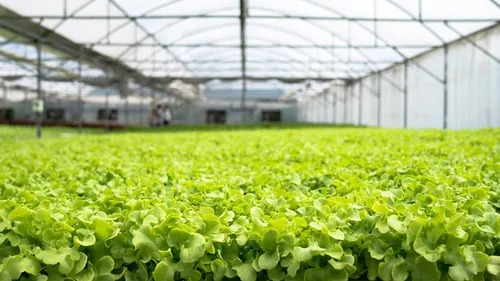 poly house farming