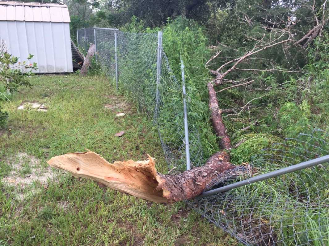 A tree limb on a damaged fence