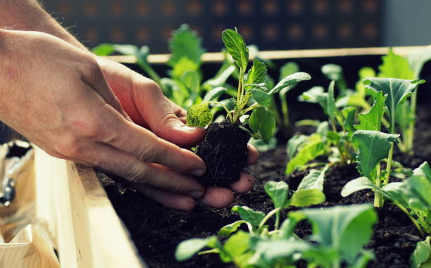 Low-maintenance indoor plants