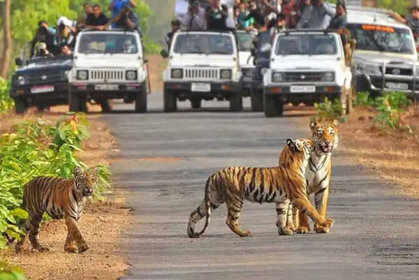 Jim Corbett National Park - wildlife sanctuaries and national parks in Uttarakhand