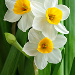flowers name in punjabi with images
