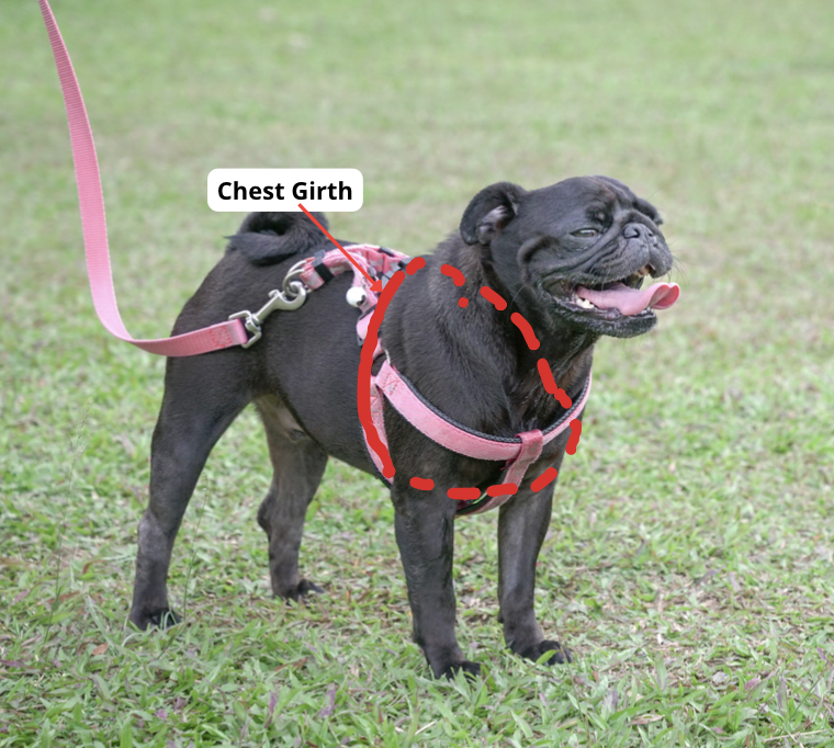 Dog standing upright, having his chest girth measured