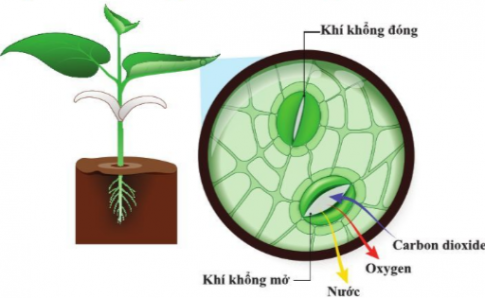 BÀI 23. TRAO ĐỔI KHÍ Ở SINH VẬT 