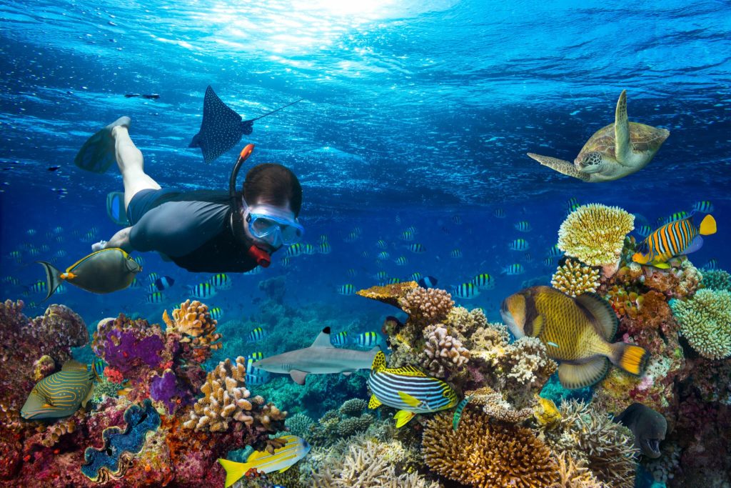 Discover the Wonders of the Maldives with a Snorkeling Tour