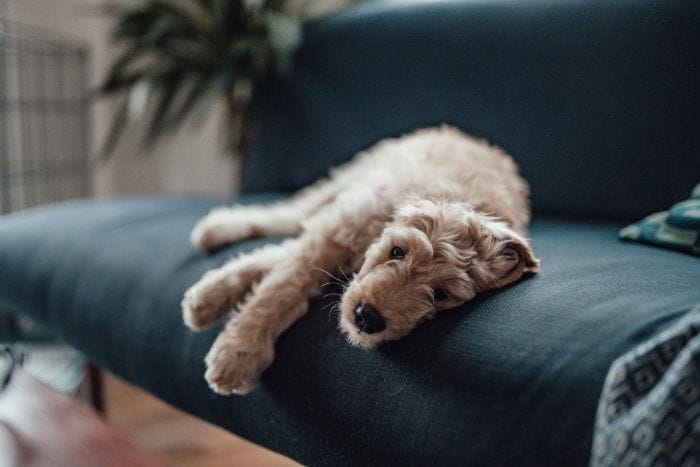 Por qué tu perro está siempre cansado